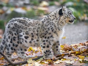 Preview wallpaper snow leopard, kitten, cub, wildlife, animal, leaves, autumn