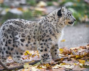 Preview wallpaper snow leopard, kitten, cub, wildlife, animal, leaves, autumn