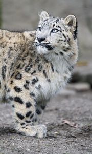 Preview wallpaper snow leopard, kitten, cub, wildlife, animal, glance