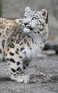 Preview wallpaper snow leopard, kitten, cub, wildlife, animal, glance