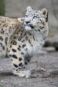 Preview wallpaper snow leopard, kitten, cub, wildlife, animal, glance