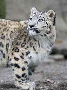 Preview wallpaper snow leopard, kitten, cub, wildlife, animal, glance