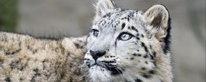 Preview wallpaper snow leopard, kitten, cub, wildlife, animal, glance