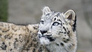 Preview wallpaper snow leopard, kitten, cub, wildlife, animal, glance