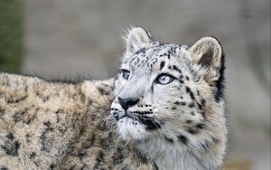 Preview wallpaper snow leopard, kitten, cub, wildlife, animal, glance