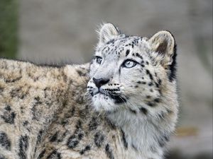 Preview wallpaper snow leopard, kitten, cub, wildlife, animal, glance