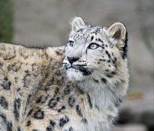 Preview wallpaper snow leopard, kitten, cub, wildlife, animal, glance