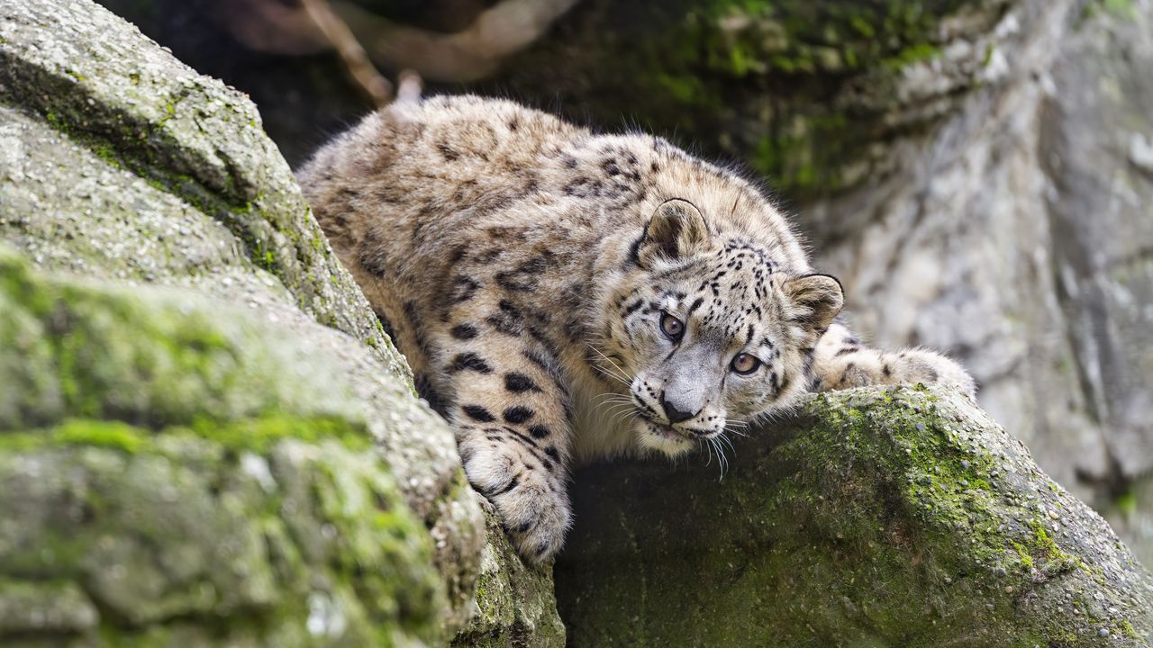 Wallpaper snow leopard, kitten, cub, wildlife, animal, stone, posture