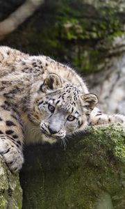 Preview wallpaper snow leopard, kitten, cub, wildlife, animal, stone, posture