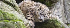 Preview wallpaper snow leopard, kitten, cub, wildlife, animal, stone, posture