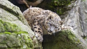Preview wallpaper snow leopard, kitten, cub, wildlife, animal, stone, posture
