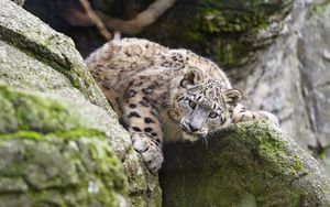 Preview wallpaper snow leopard, kitten, cub, wildlife, animal, stone, posture