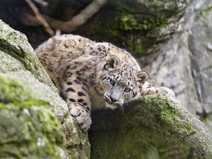 Preview wallpaper snow leopard, kitten, cub, wildlife, animal, stone, posture