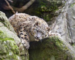 Preview wallpaper snow leopard, kitten, cub, wildlife, animal, stone, posture