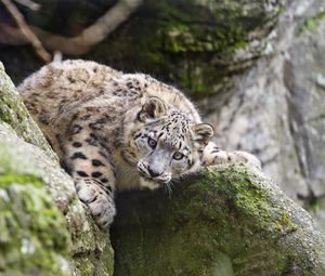 Preview wallpaper snow leopard, kitten, cub, wildlife, animal, stone, posture