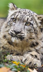 Preview wallpaper snow leopard, kitten, cub, wildlife, animal, paws