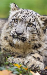 Preview wallpaper snow leopard, kitten, cub, wildlife, animal, paws