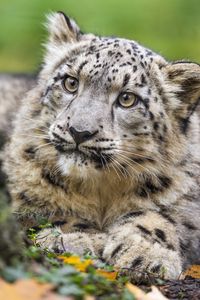 Preview wallpaper snow leopard, kitten, cub, wildlife, animal, paws