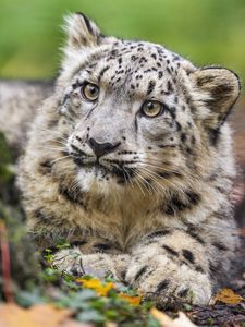 Preview wallpaper snow leopard, kitten, cub, wildlife, animal, paws