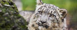 Preview wallpaper snow leopard, kitten, cub, wildlife, animal, paws