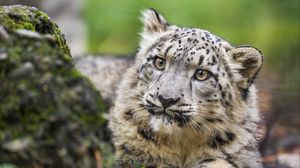 Preview wallpaper snow leopard, kitten, cub, wildlife, animal, paws