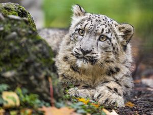 Preview wallpaper snow leopard, kitten, cub, wildlife, animal, paws