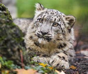 Preview wallpaper snow leopard, kitten, cub, wildlife, animal, paws