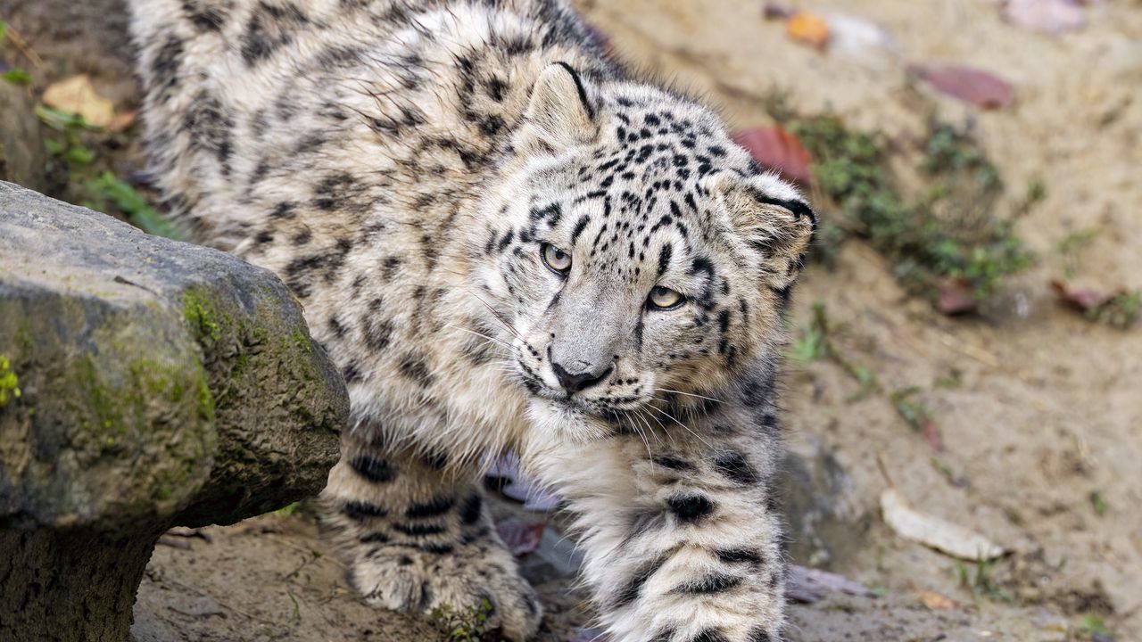 Wallpaper snow leopard, kitten, cub, animal, paw, wildlife