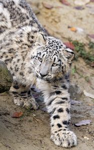 Preview wallpaper snow leopard, kitten, cub, animal, paw, wildlife