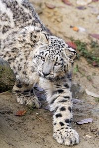 Preview wallpaper snow leopard, kitten, cub, animal, paw, wildlife