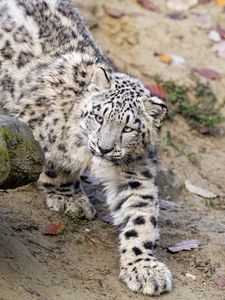 Preview wallpaper snow leopard, kitten, cub, animal, paw, wildlife