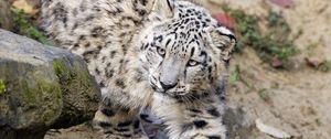 Preview wallpaper snow leopard, kitten, cub, animal, paw, wildlife