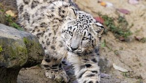 Preview wallpaper snow leopard, kitten, cub, animal, paw, wildlife