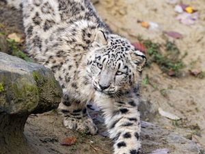 Preview wallpaper snow leopard, kitten, cub, animal, paw, wildlife