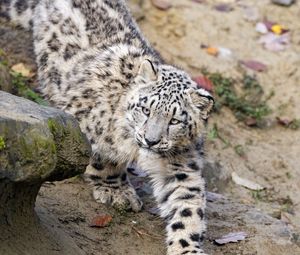 Preview wallpaper snow leopard, kitten, cub, animal, paw, wildlife