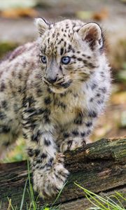 Preview wallpaper snow leopard, kitten, paw, log