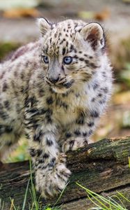 Preview wallpaper snow leopard, kitten, paw, log