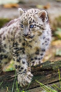 Preview wallpaper snow leopard, kitten, paw, log