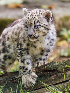 Preview wallpaper snow leopard, kitten, paw, log