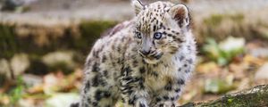 Preview wallpaper snow leopard, kitten, paw, log