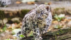 Preview wallpaper snow leopard, kitten, paw, log