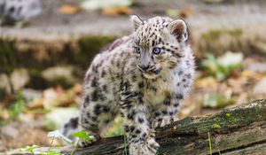 Preview wallpaper snow leopard, kitten, paw, log