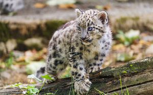 Preview wallpaper snow leopard, kitten, paw, log