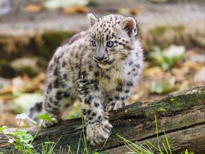 Preview wallpaper snow leopard, kitten, paw, log