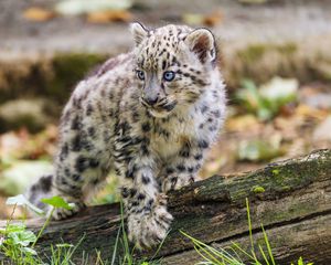 Preview wallpaper snow leopard, kitten, paw, log