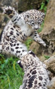Preview wallpaper snow leopard, kitten, paw, jump, playful, wildlife