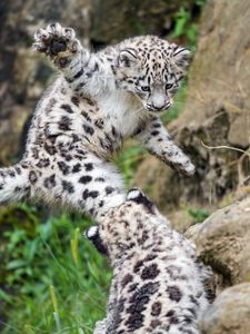 Preview wallpaper snow leopard, kitten, paw, jump, playful, wildlife