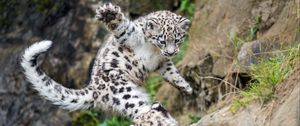 Preview wallpaper snow leopard, kitten, paw, jump, playful, wildlife