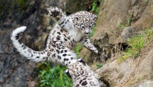 Preview wallpaper snow leopard, kitten, paw, jump, playful, wildlife