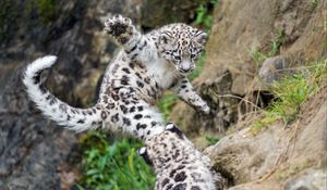 Preview wallpaper snow leopard, kitten, paw, jump, playful, wildlife